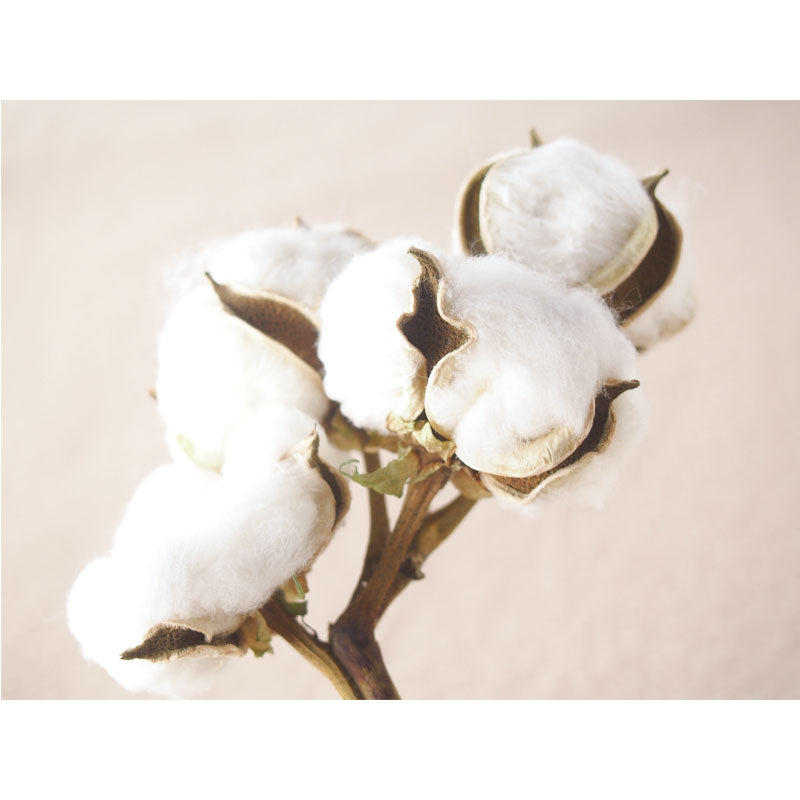 小久保工業所 綿ガーゼふきん(ホワイト)